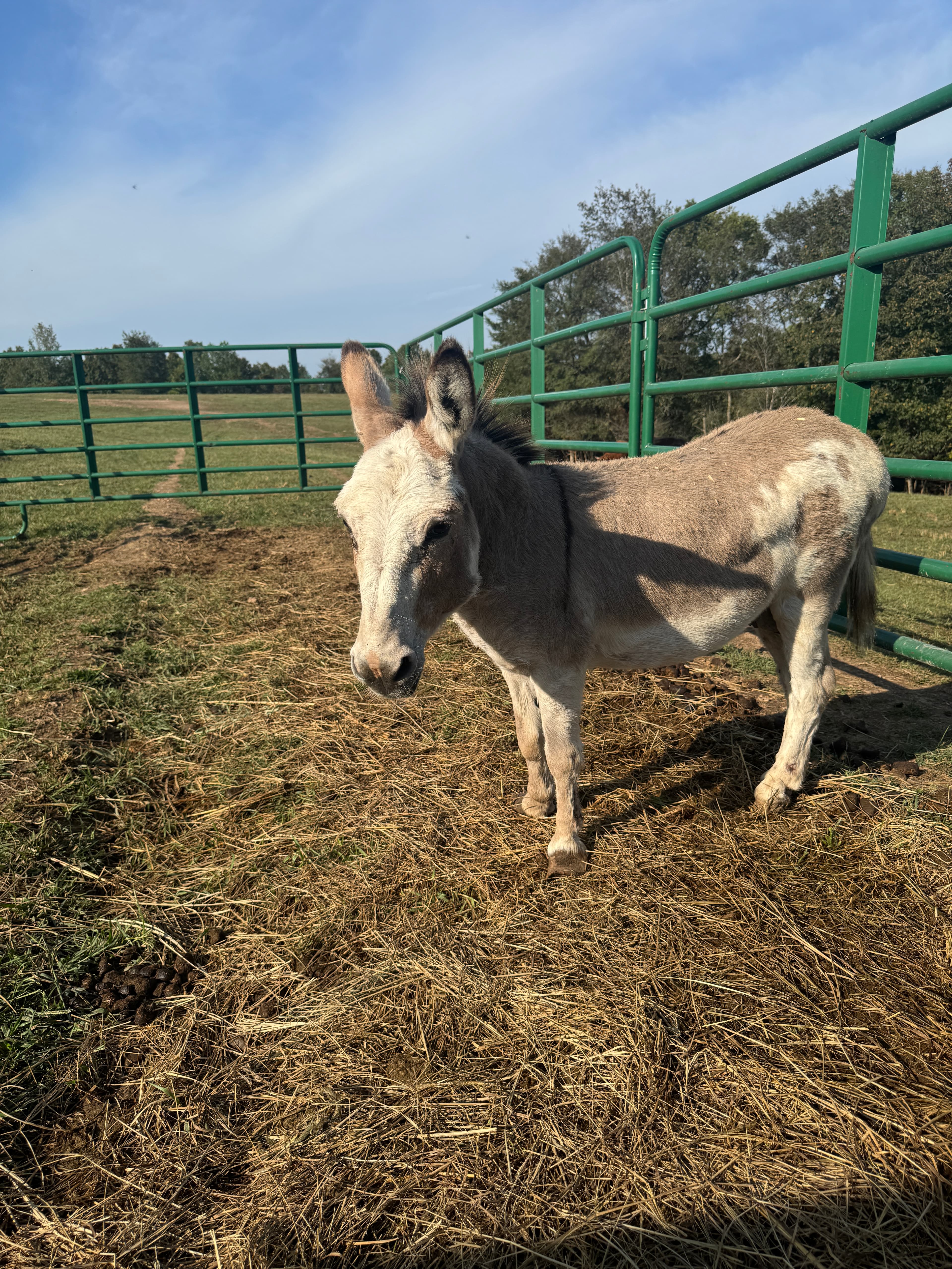 Photo of Little Boy Blue