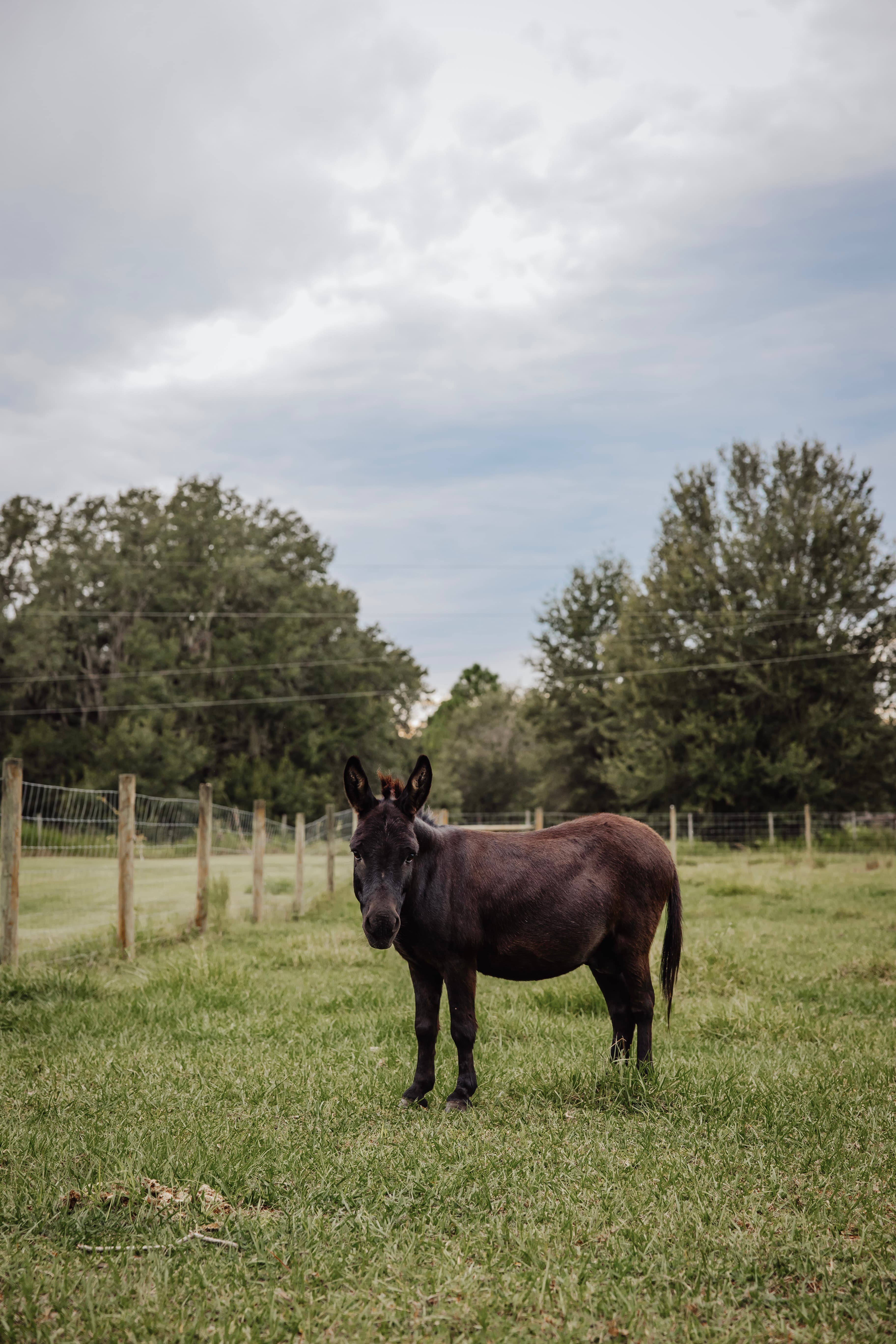 A donkey standing alone in a fenced pasture on an overcast day