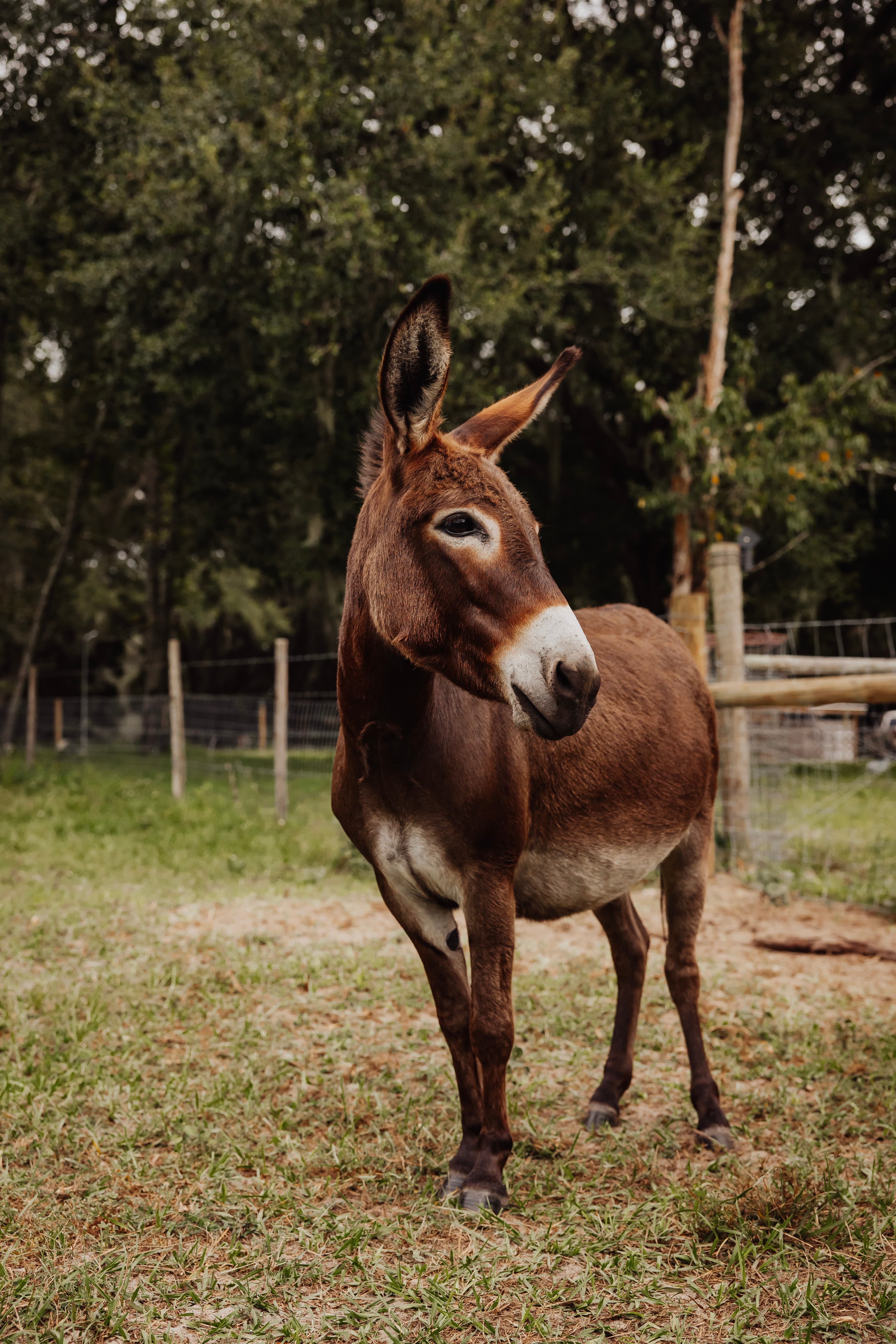 A donkey standing square to the camera in dappled light
