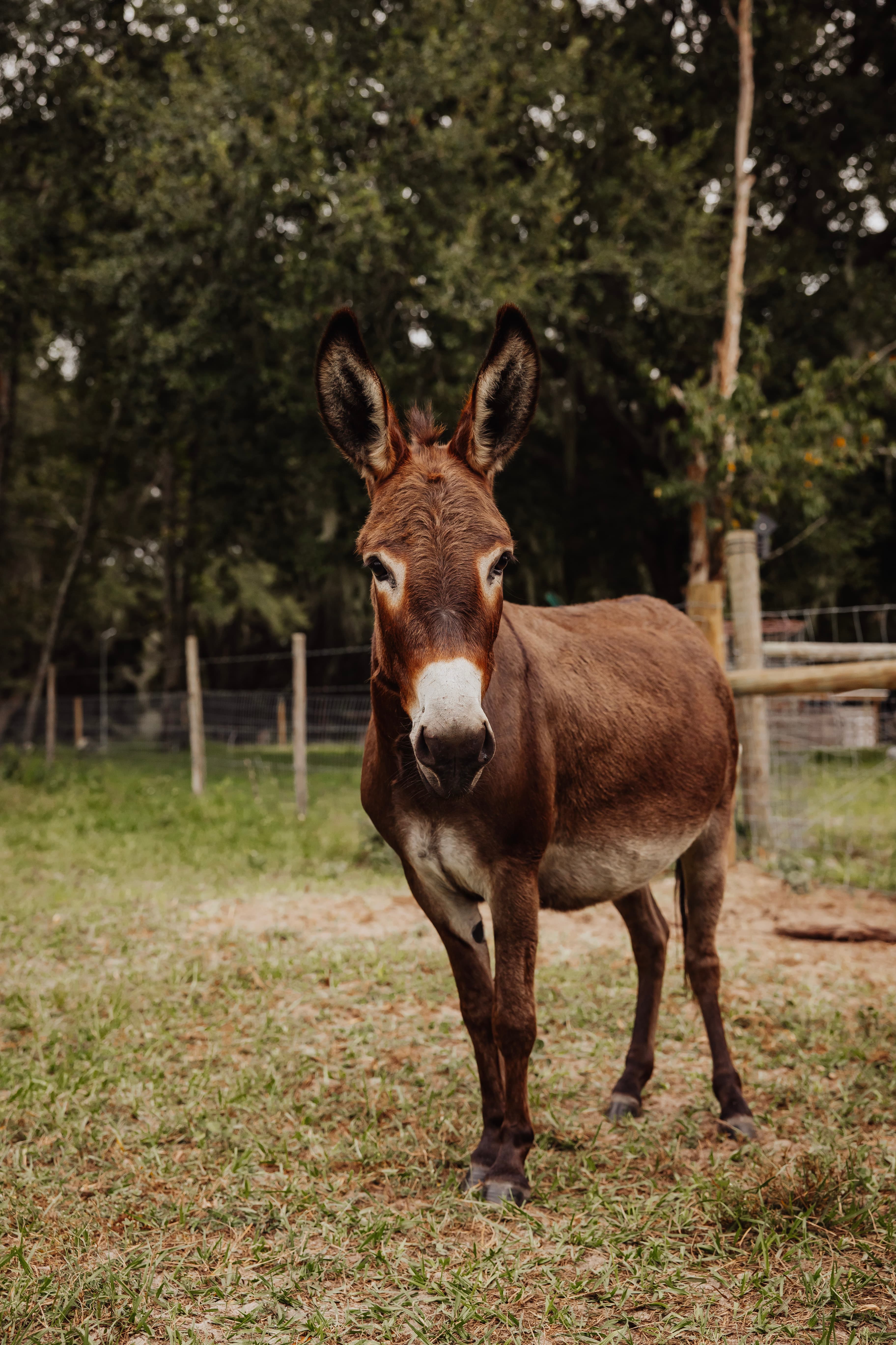 A donkey standing among trees at the edge of the pasture