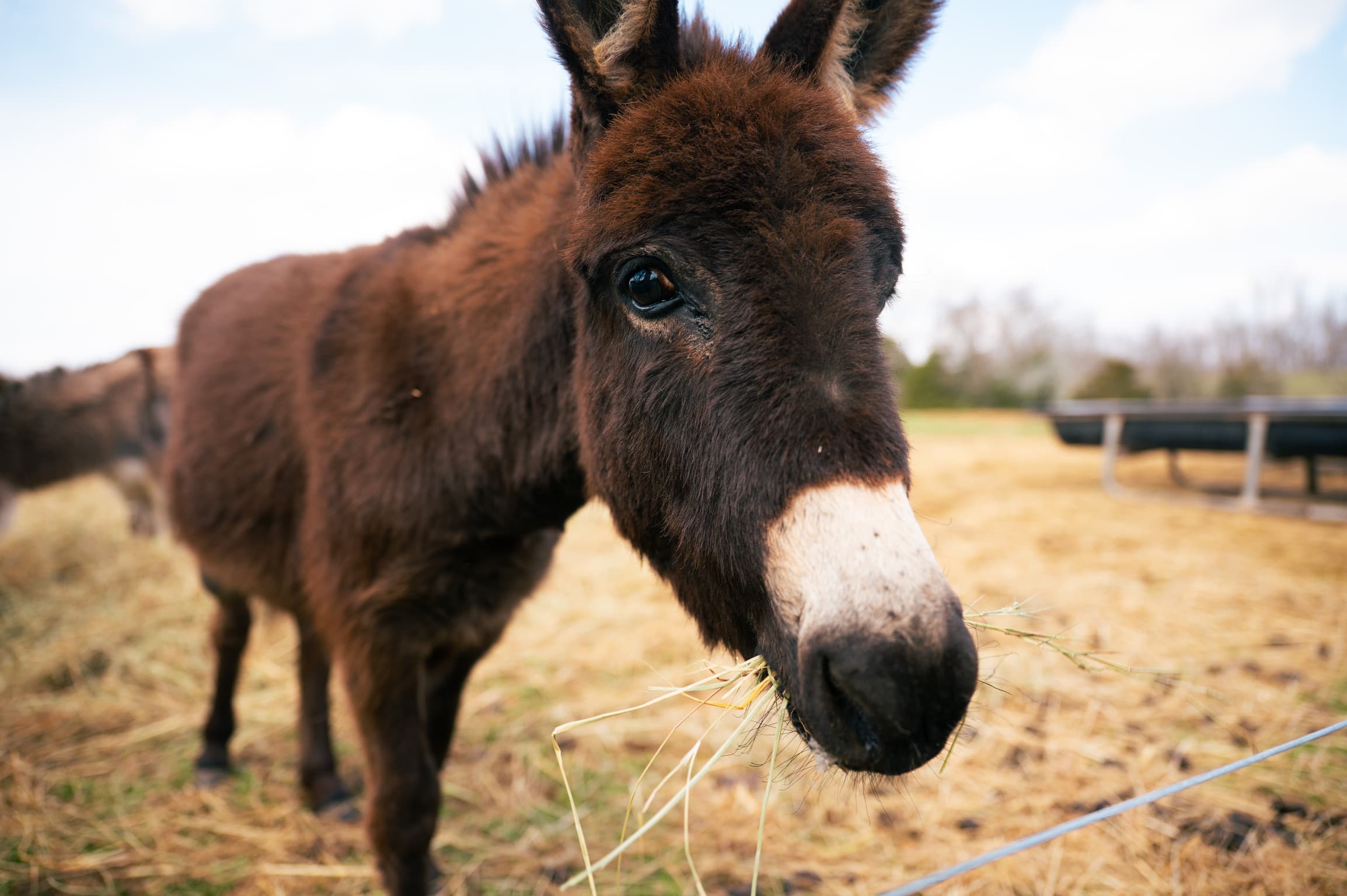 Two donkeys standing close together, one resting its head against the other