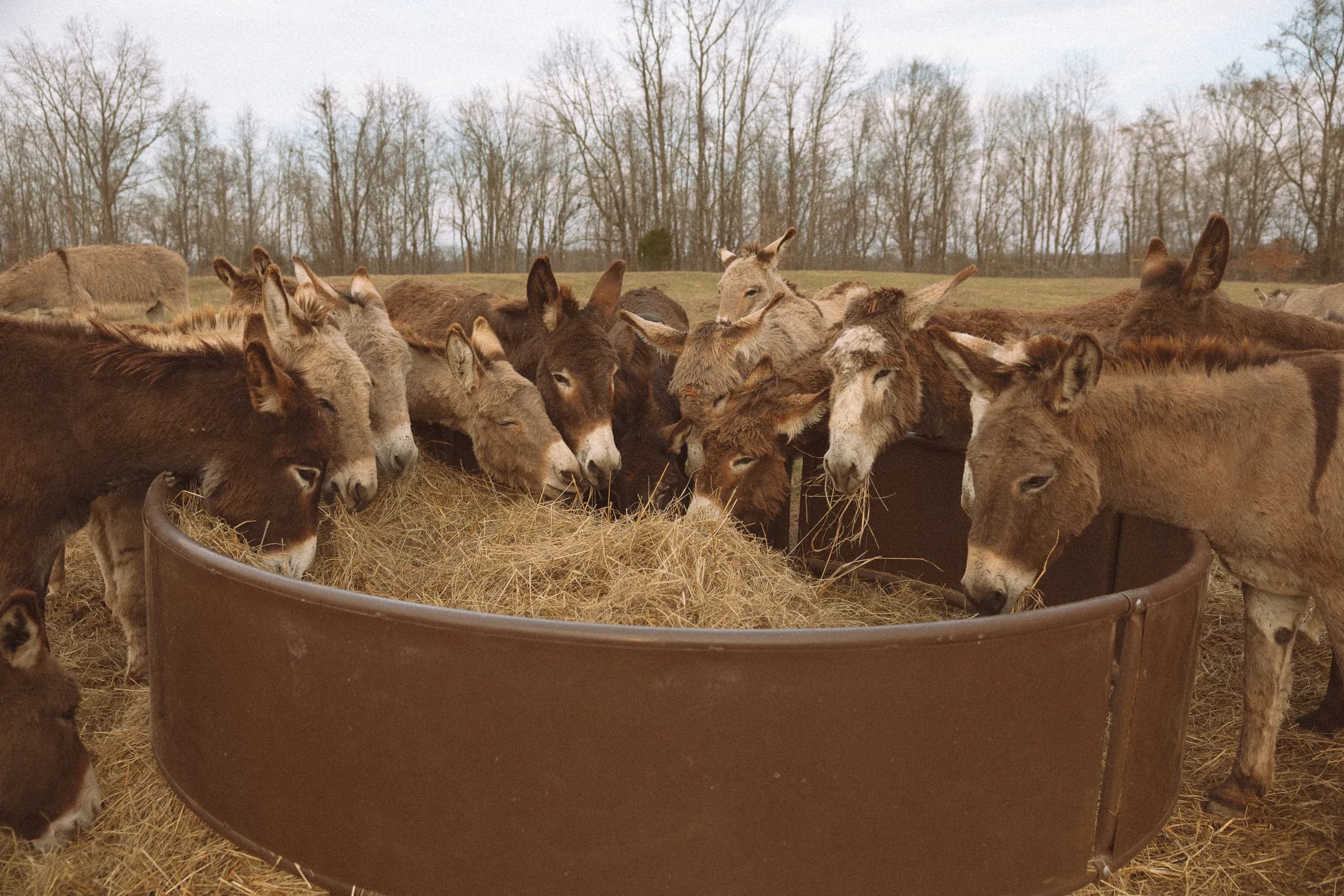 Rescued donkeys at Cash's Crew Rescue in Leoma, Tennessee