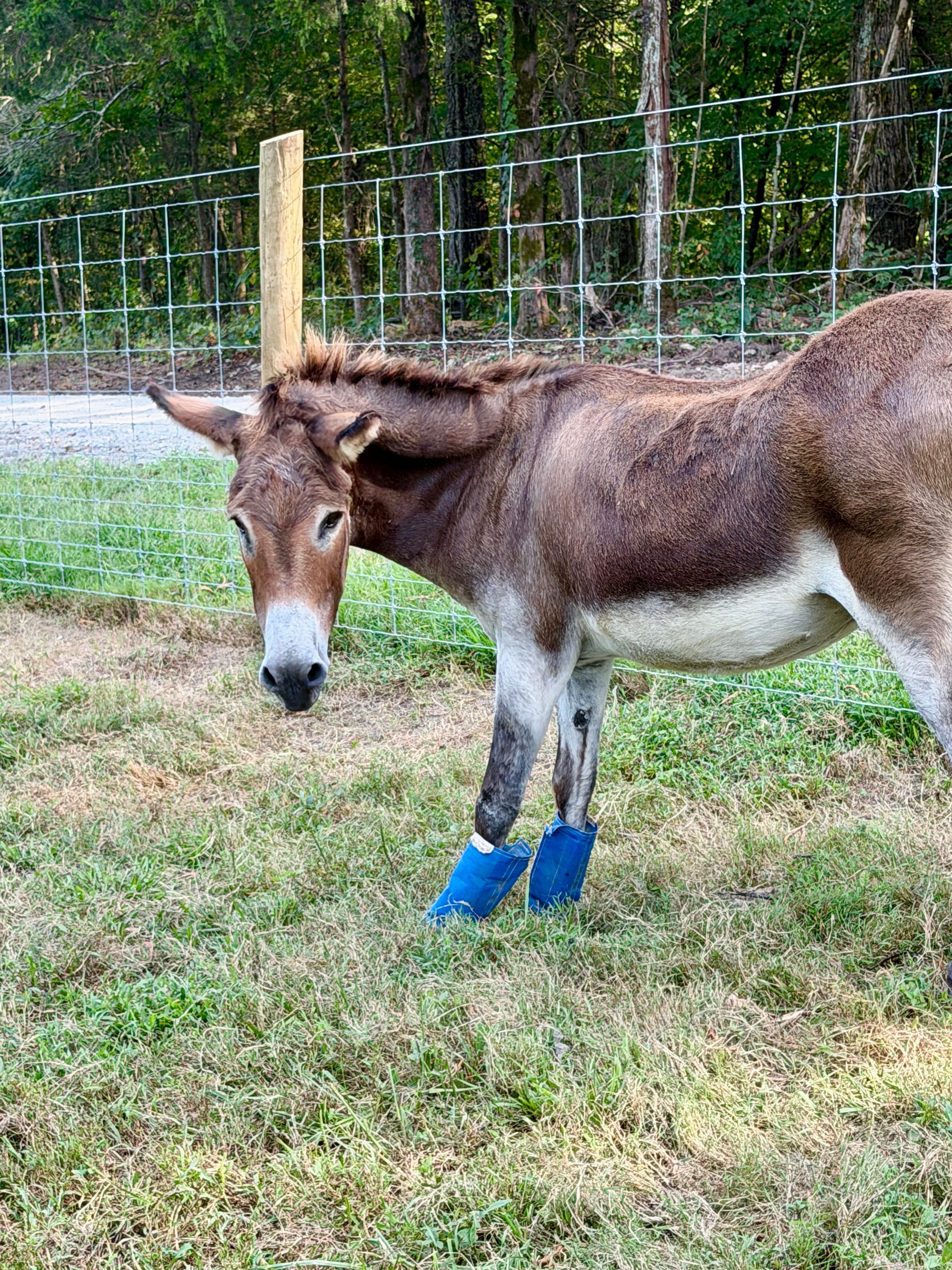 Donkey Boy at Cash's Crew Rescue