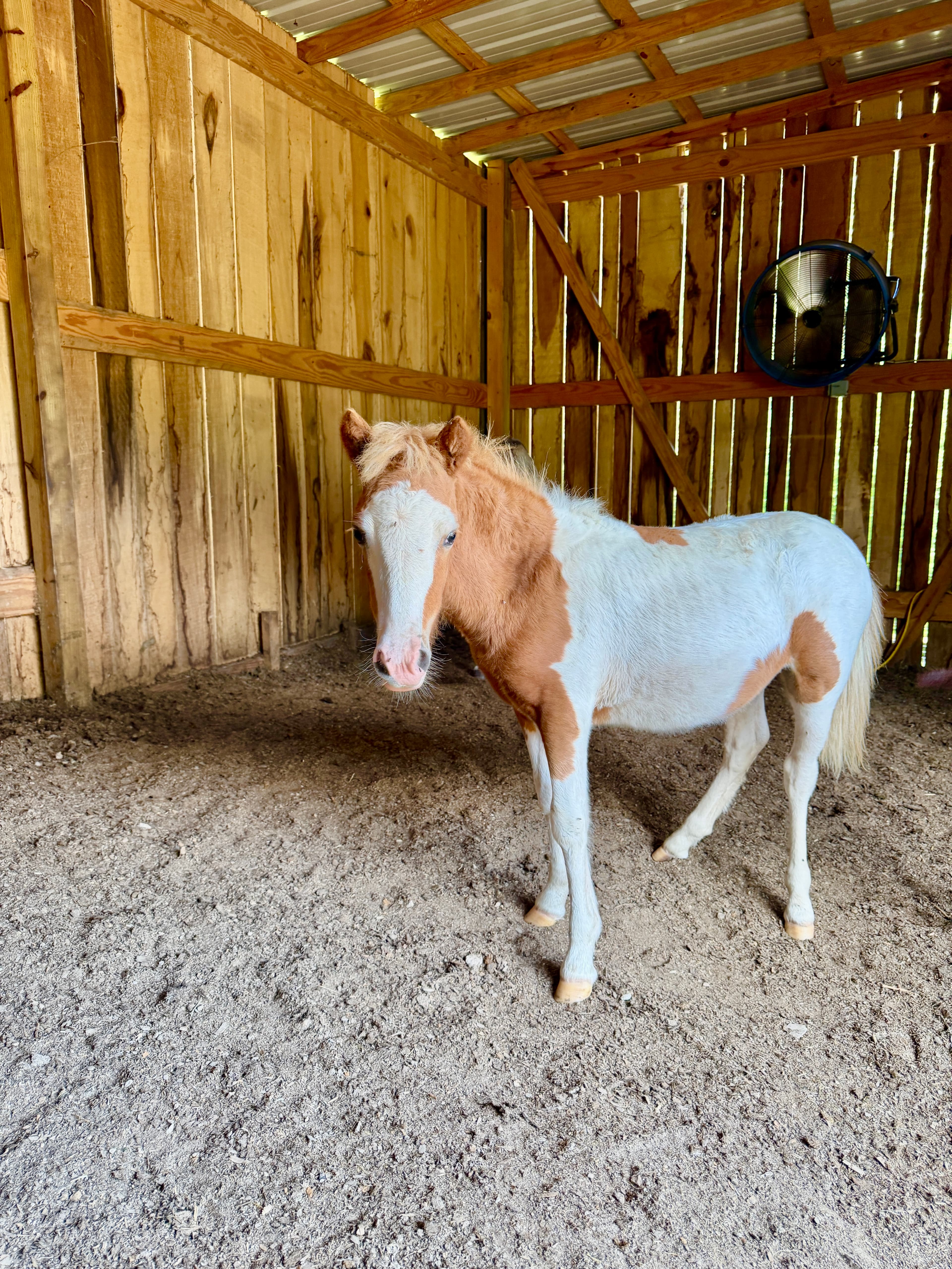 Sequoia at Cash's Crew Rescue
