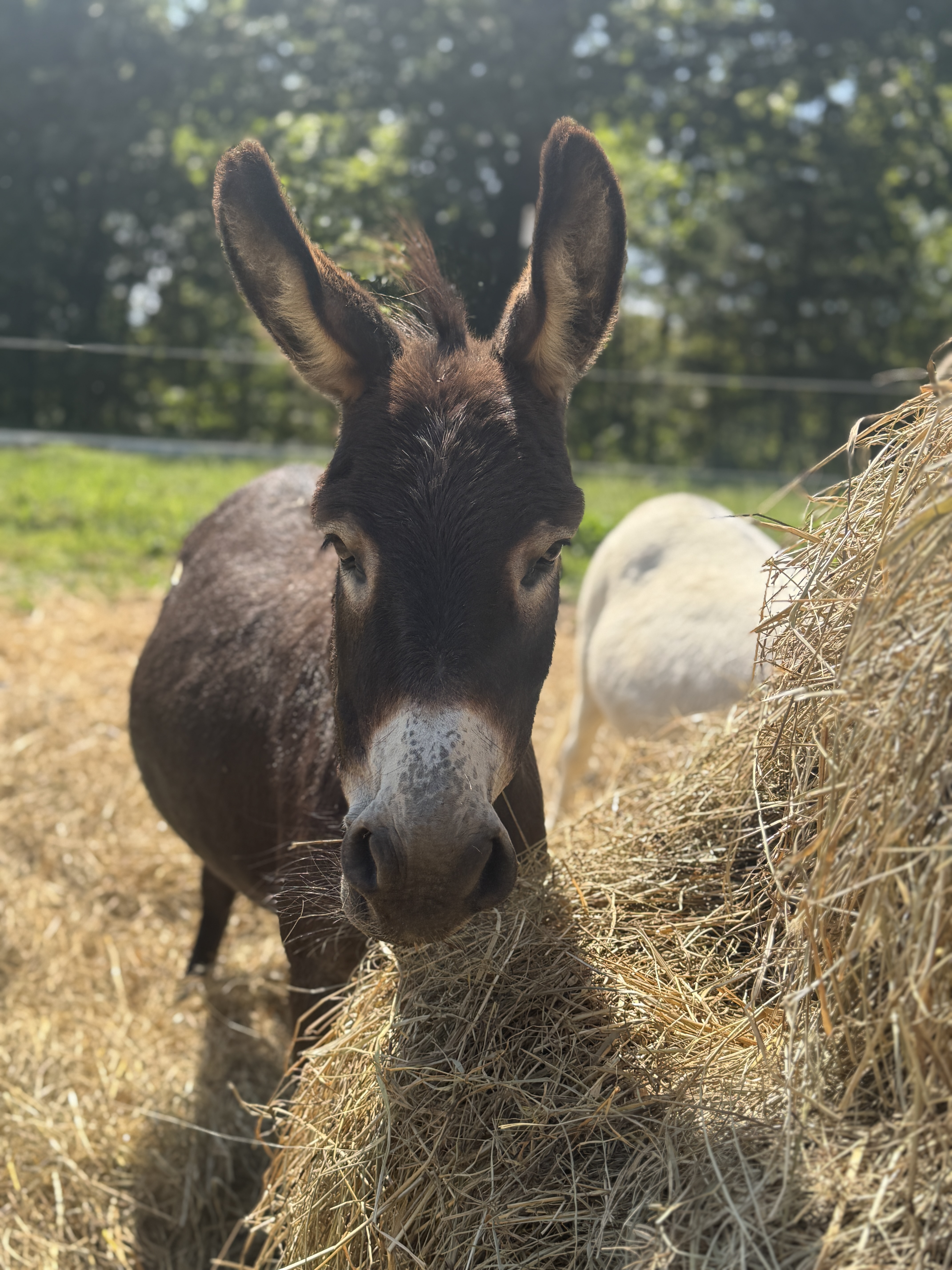 Photo of Amelica