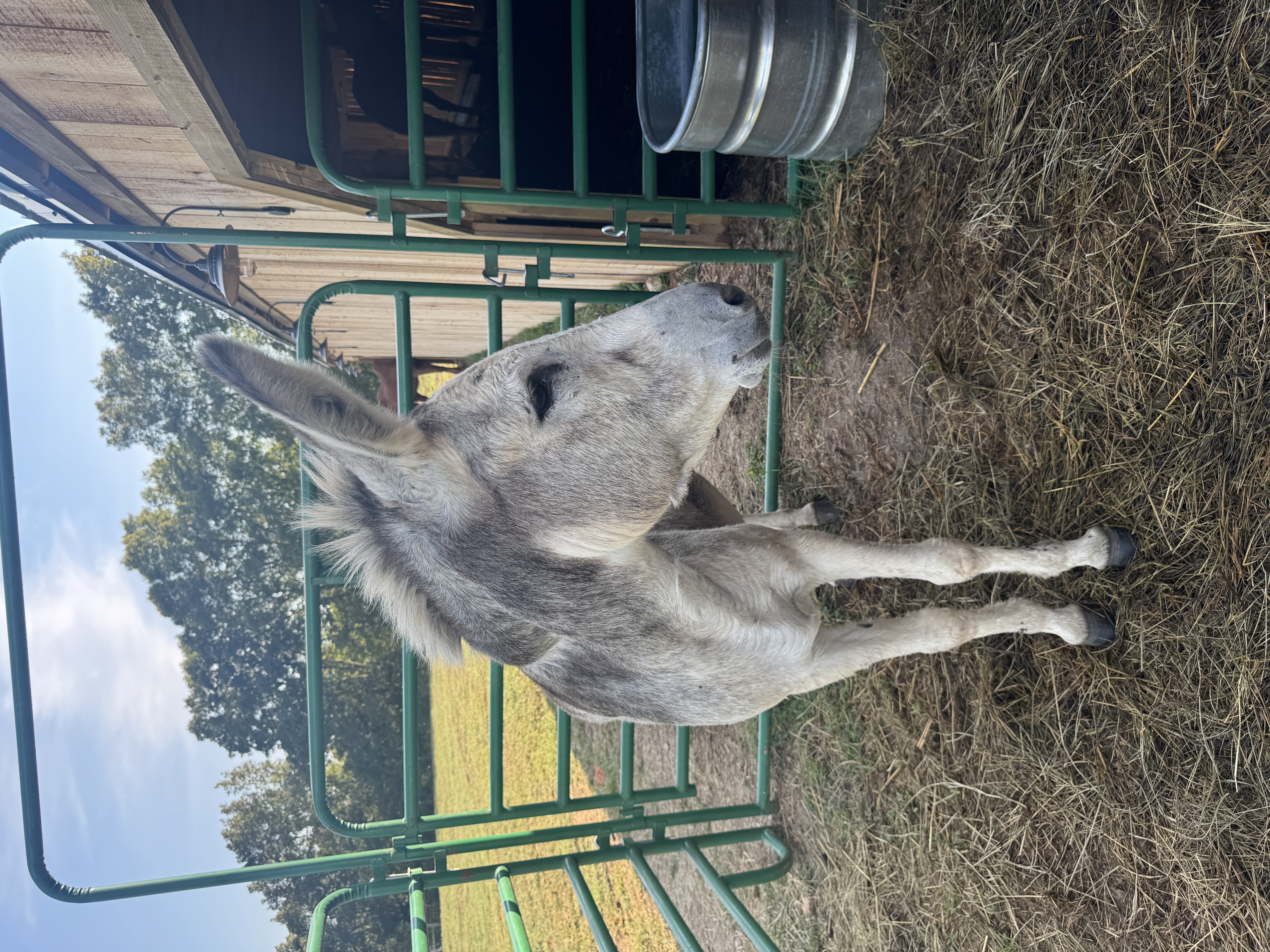 Photo of Okie
