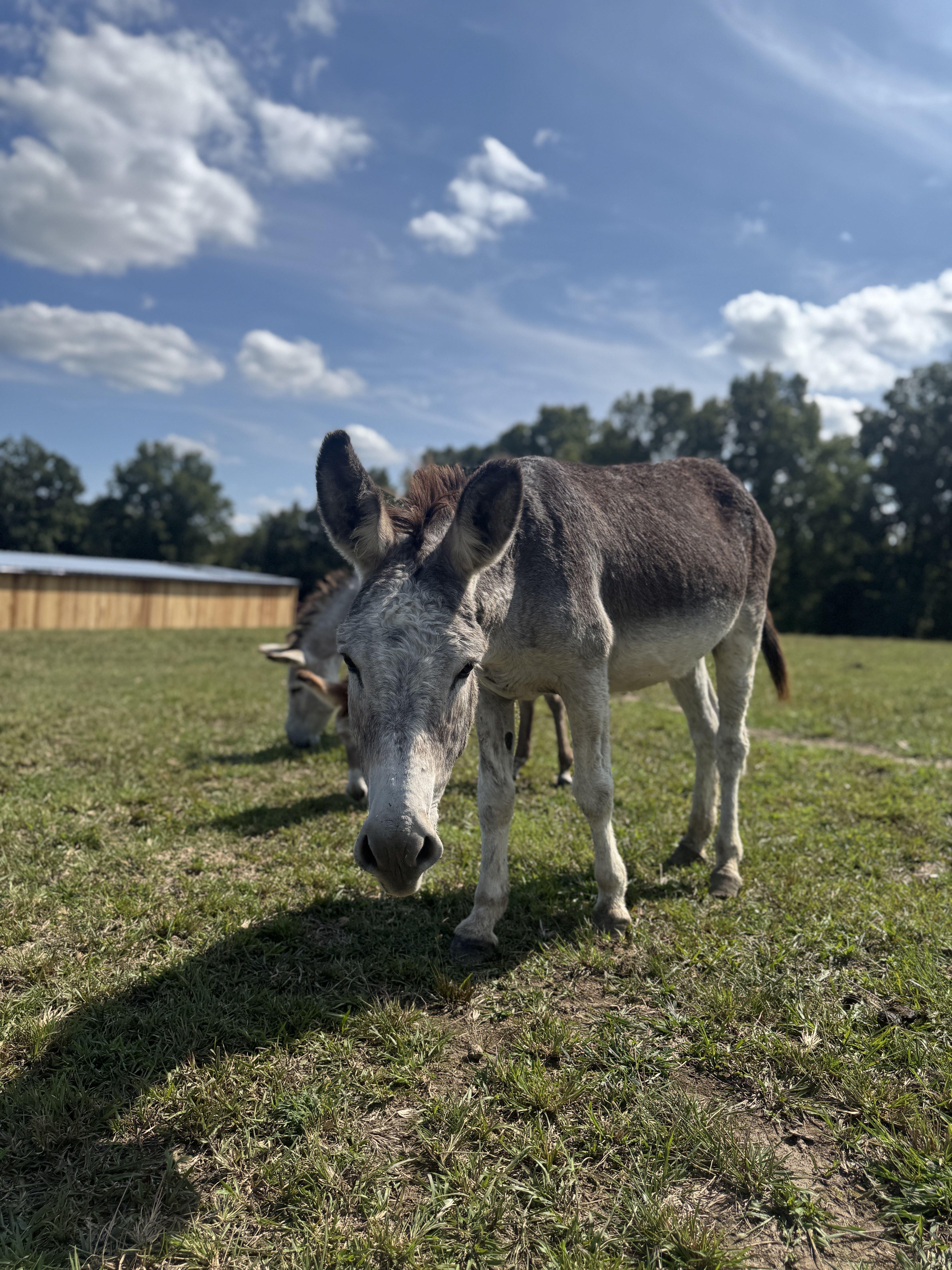 Photo of Bindi
