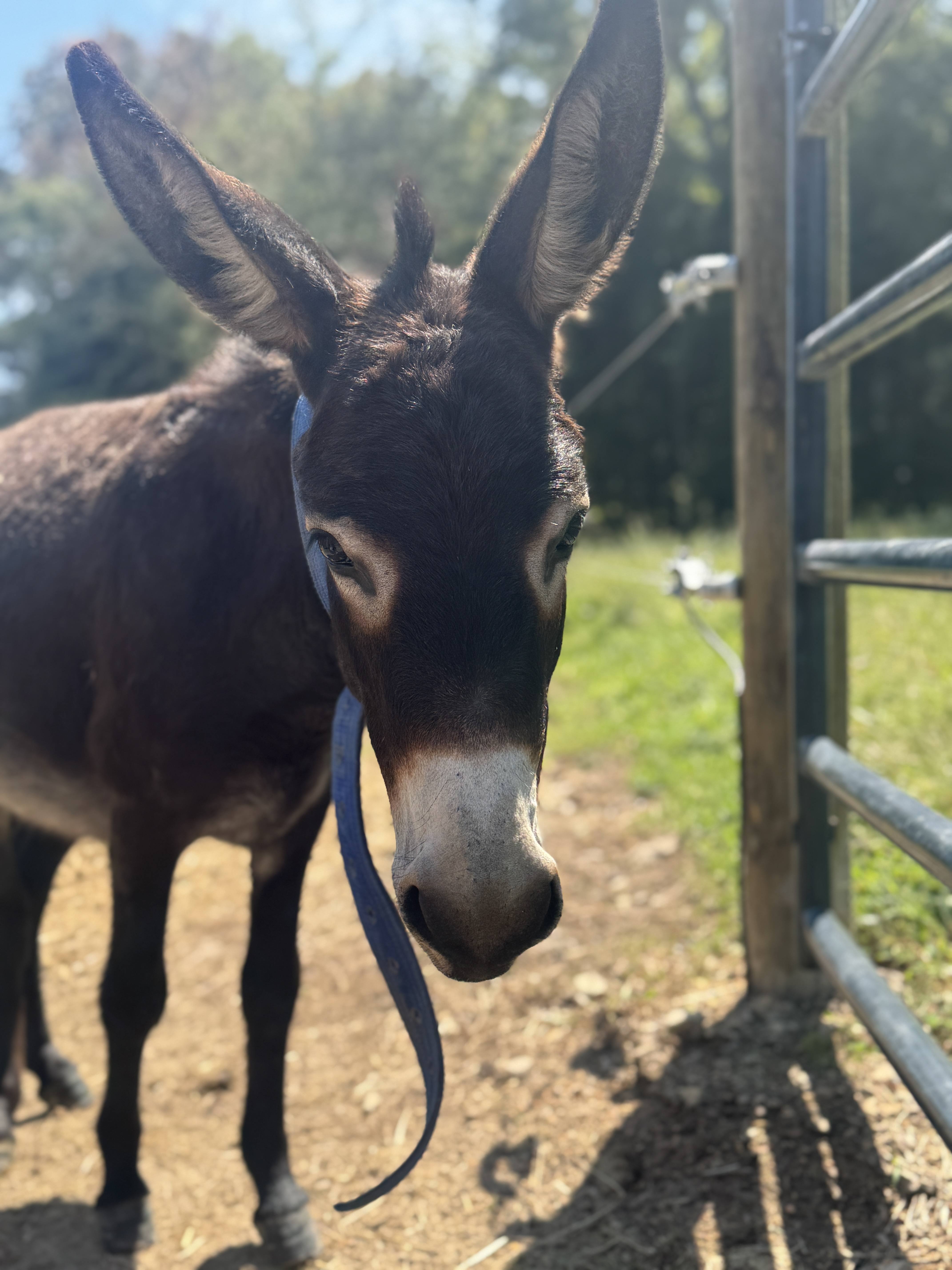 Photo of Brownie