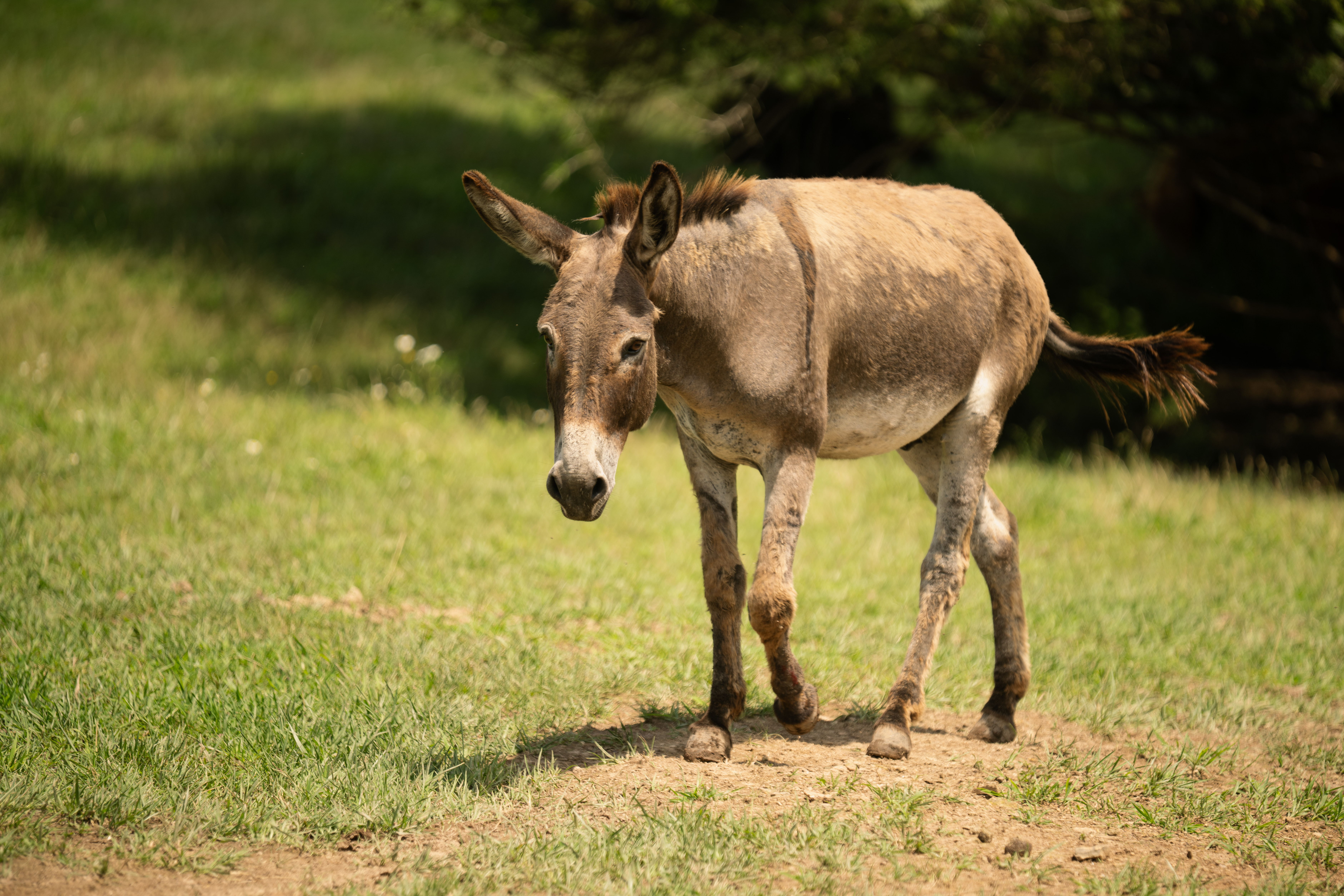 Photo of Cocoa