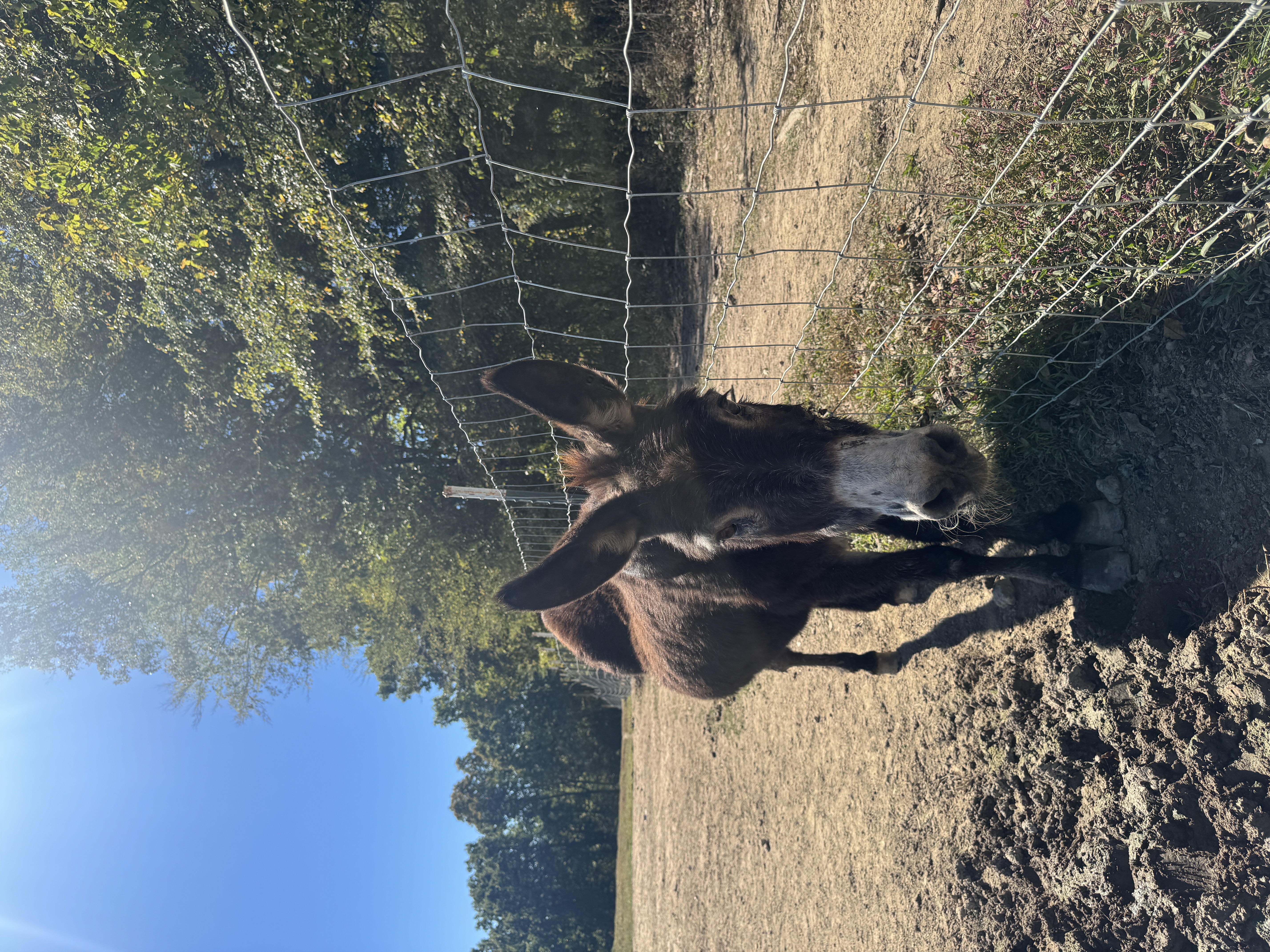 Photo of Gertie from Georgia