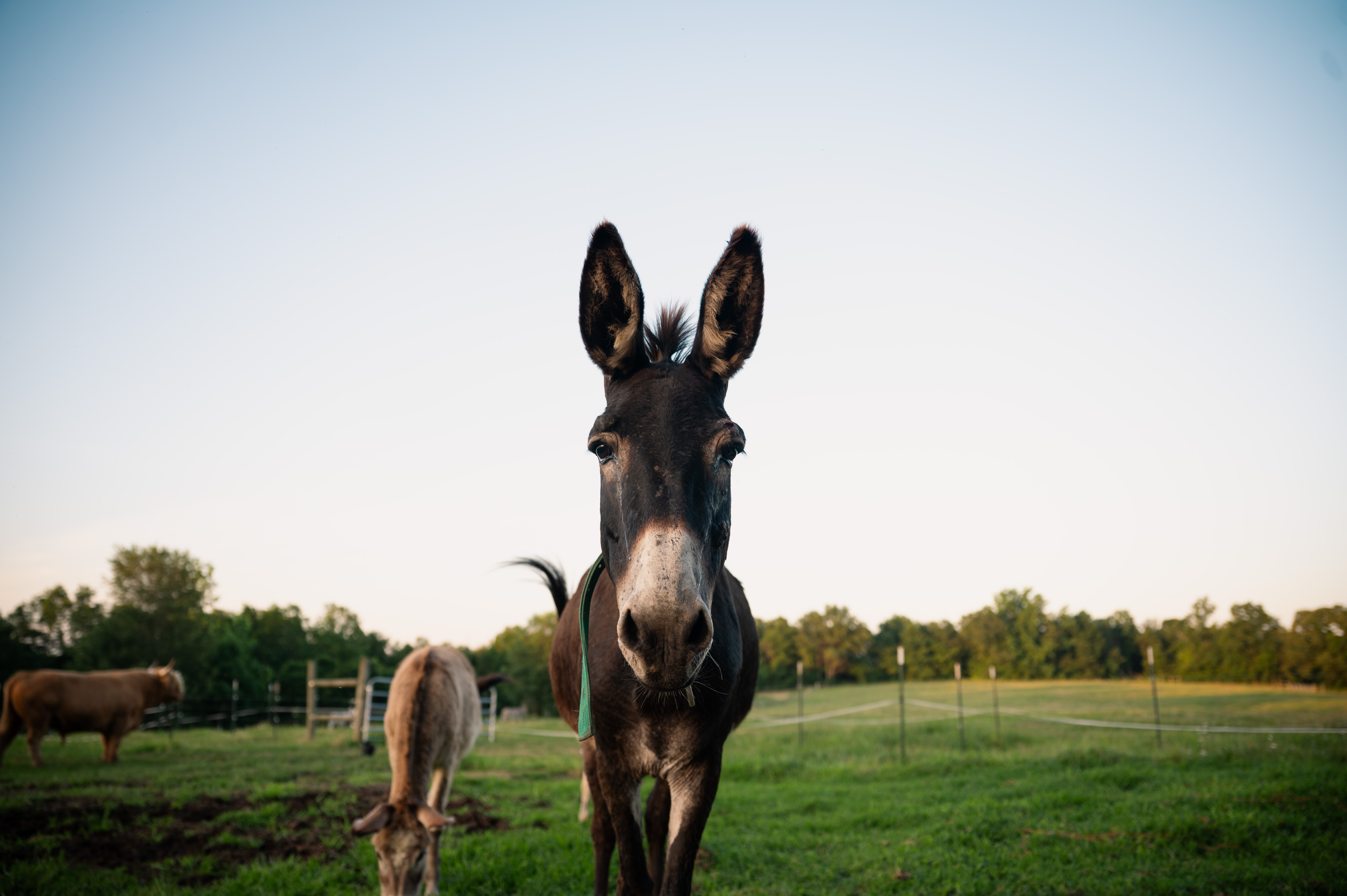 Photo of Iris
