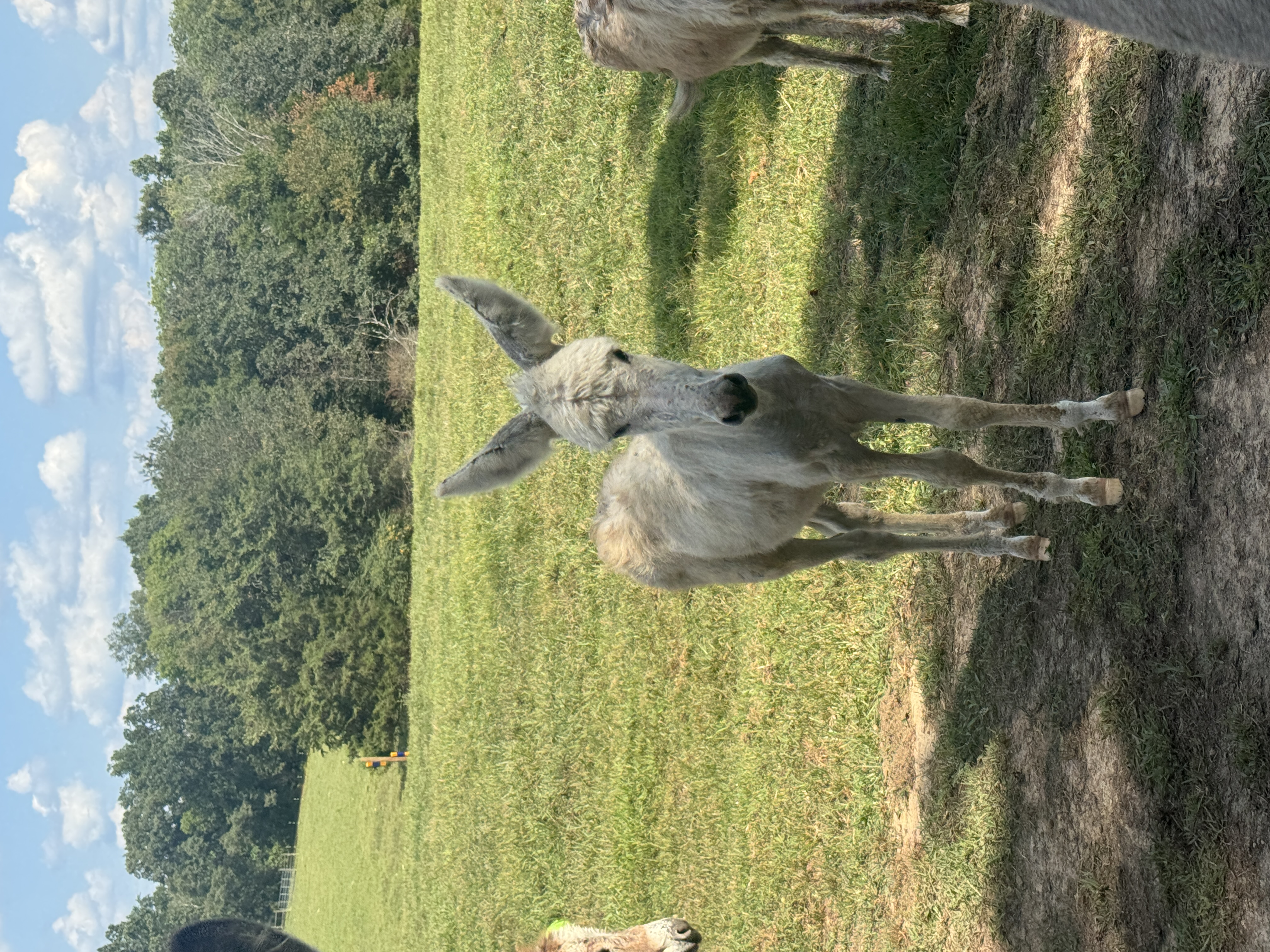 Photo of Lancelot
