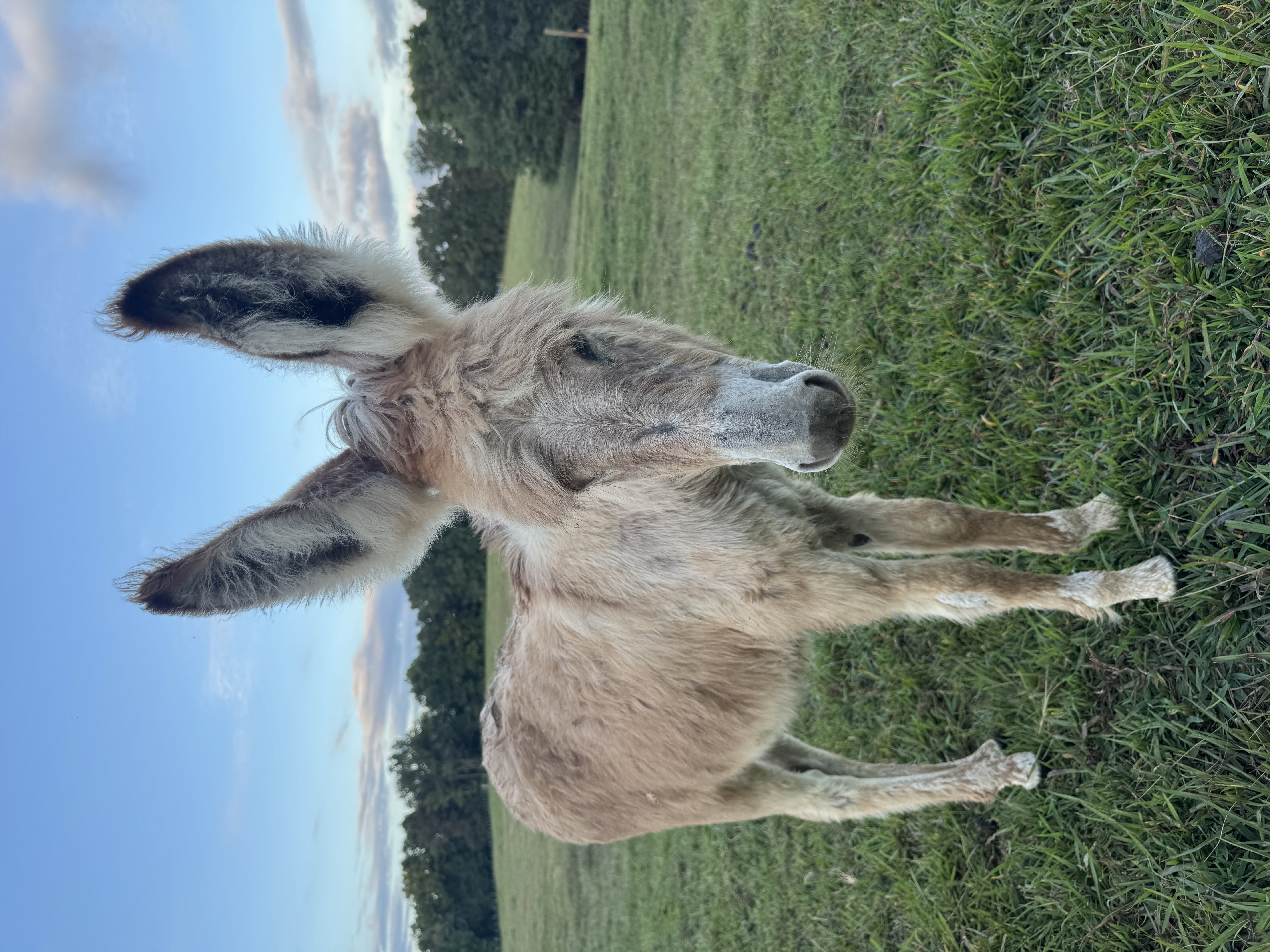 Photo of Lettie