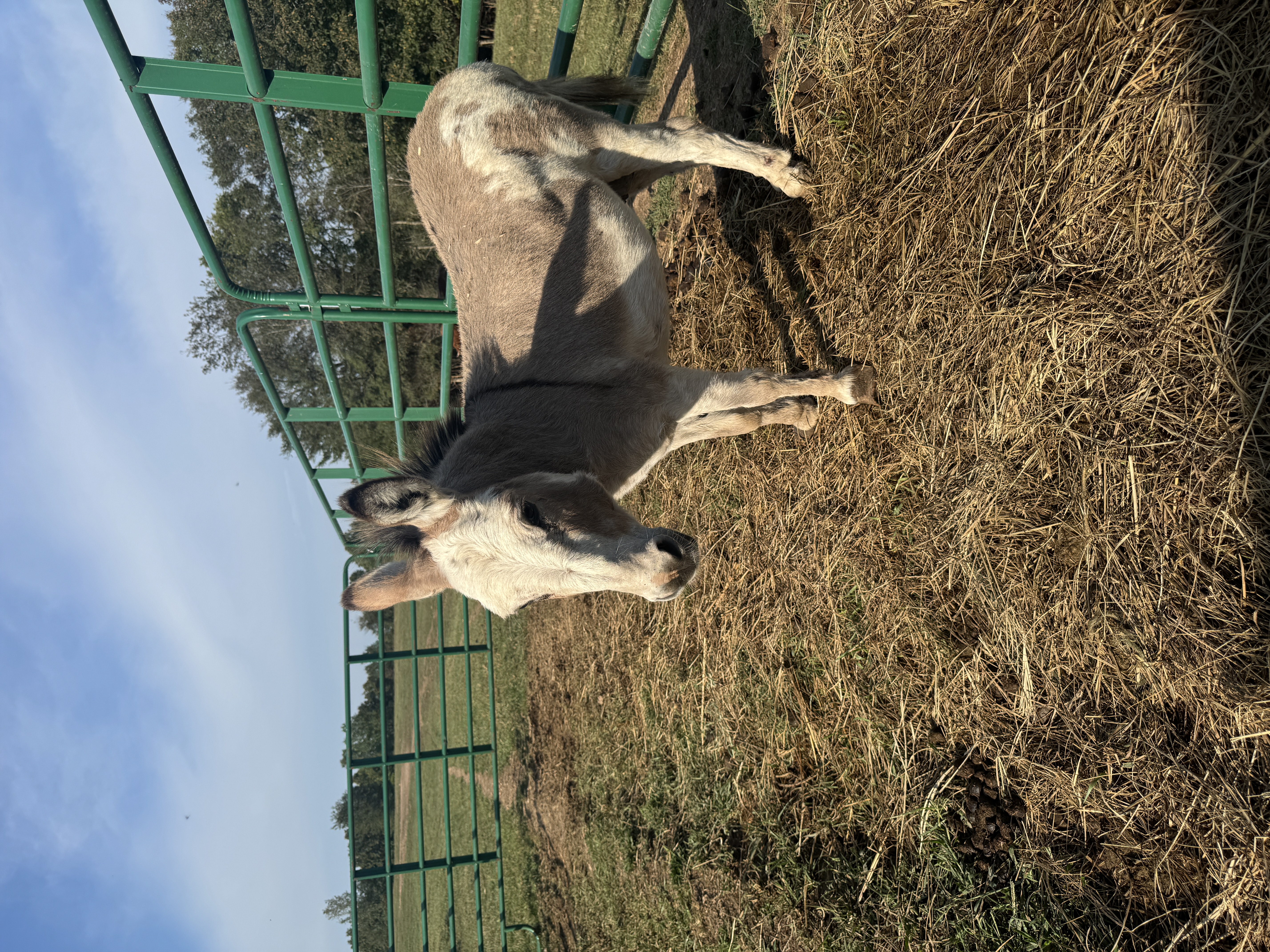Photo of Blue