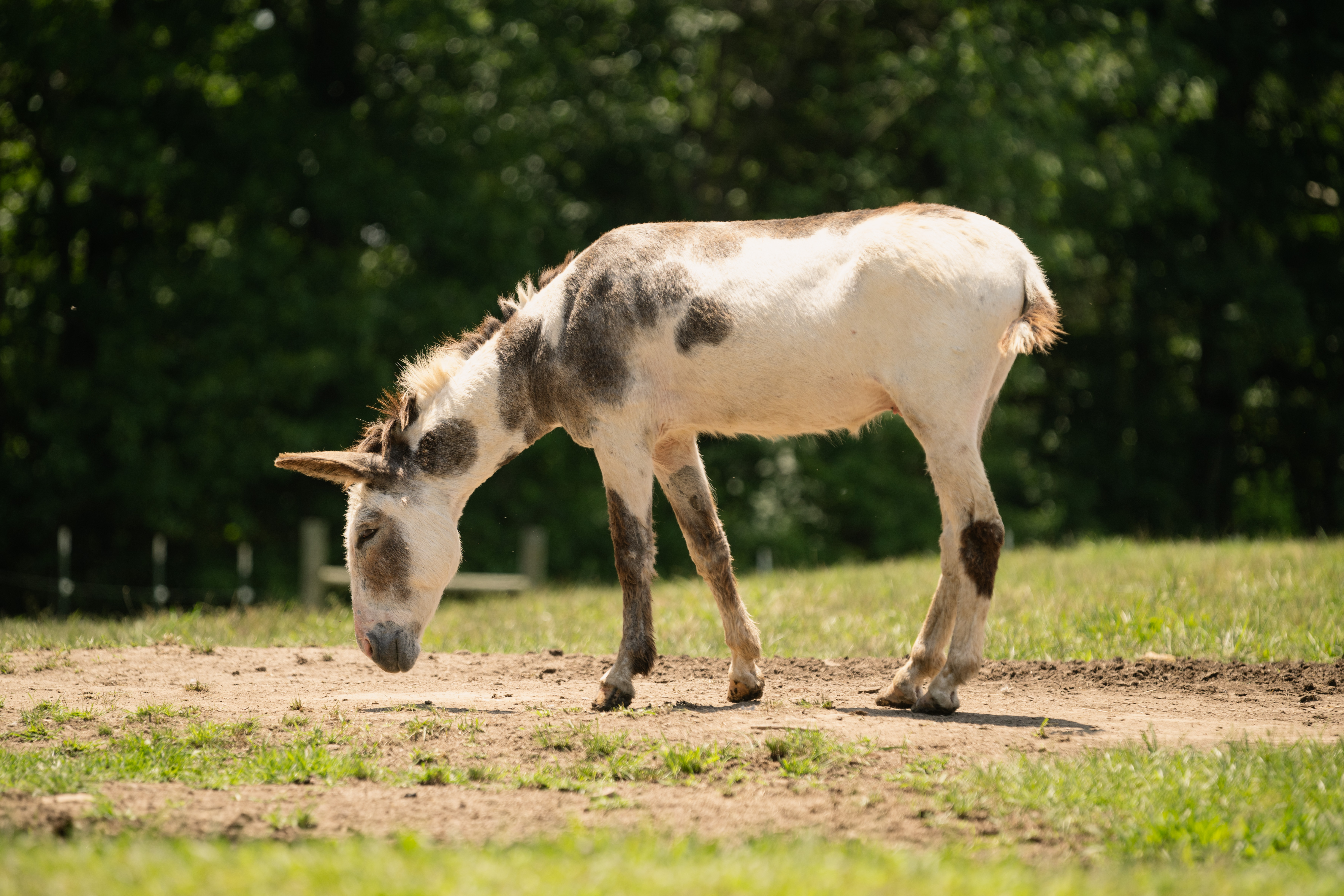 Photo of Moo moo
