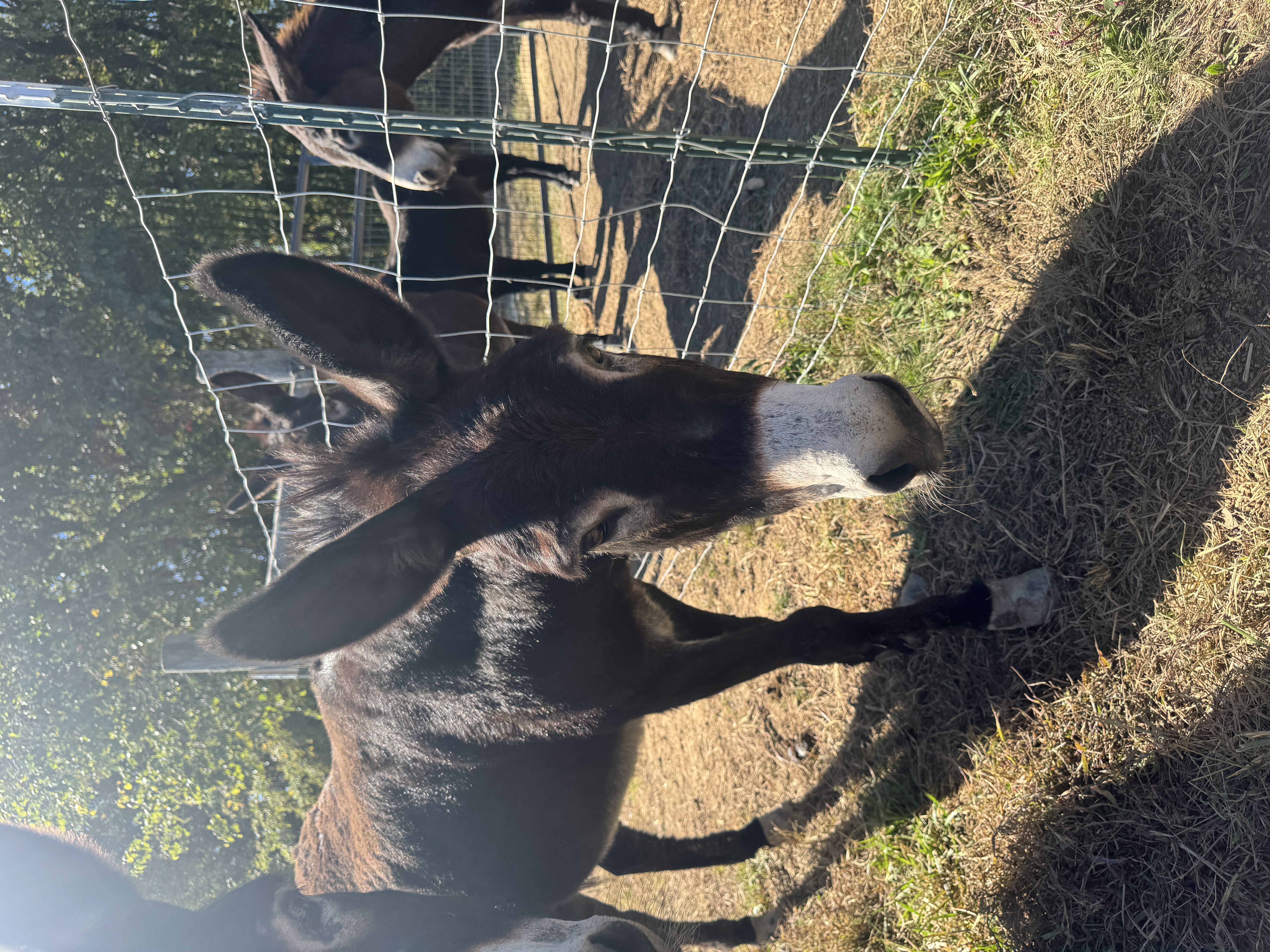 Photo of One of Georgia 8
