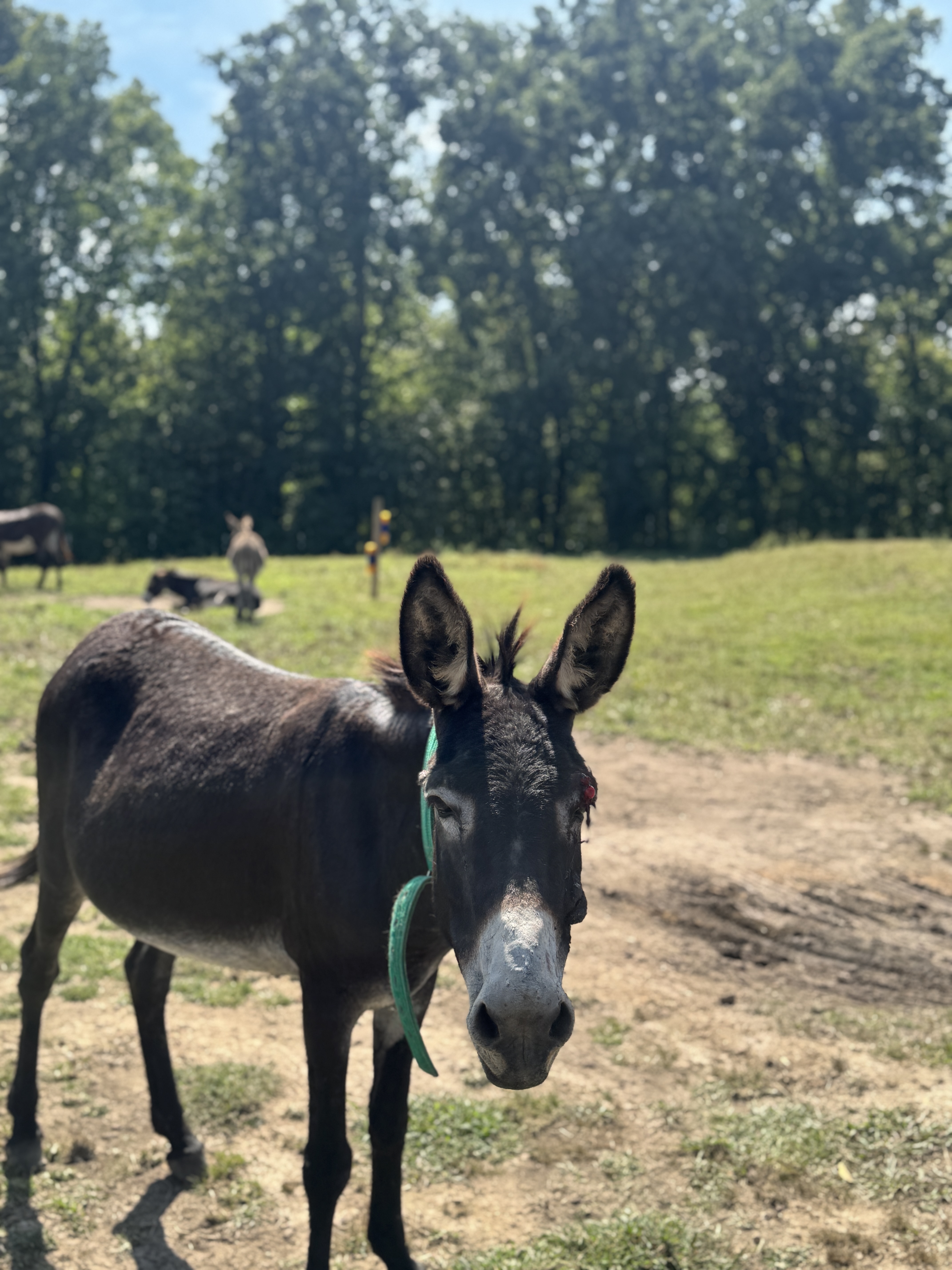 Photo of Pepper