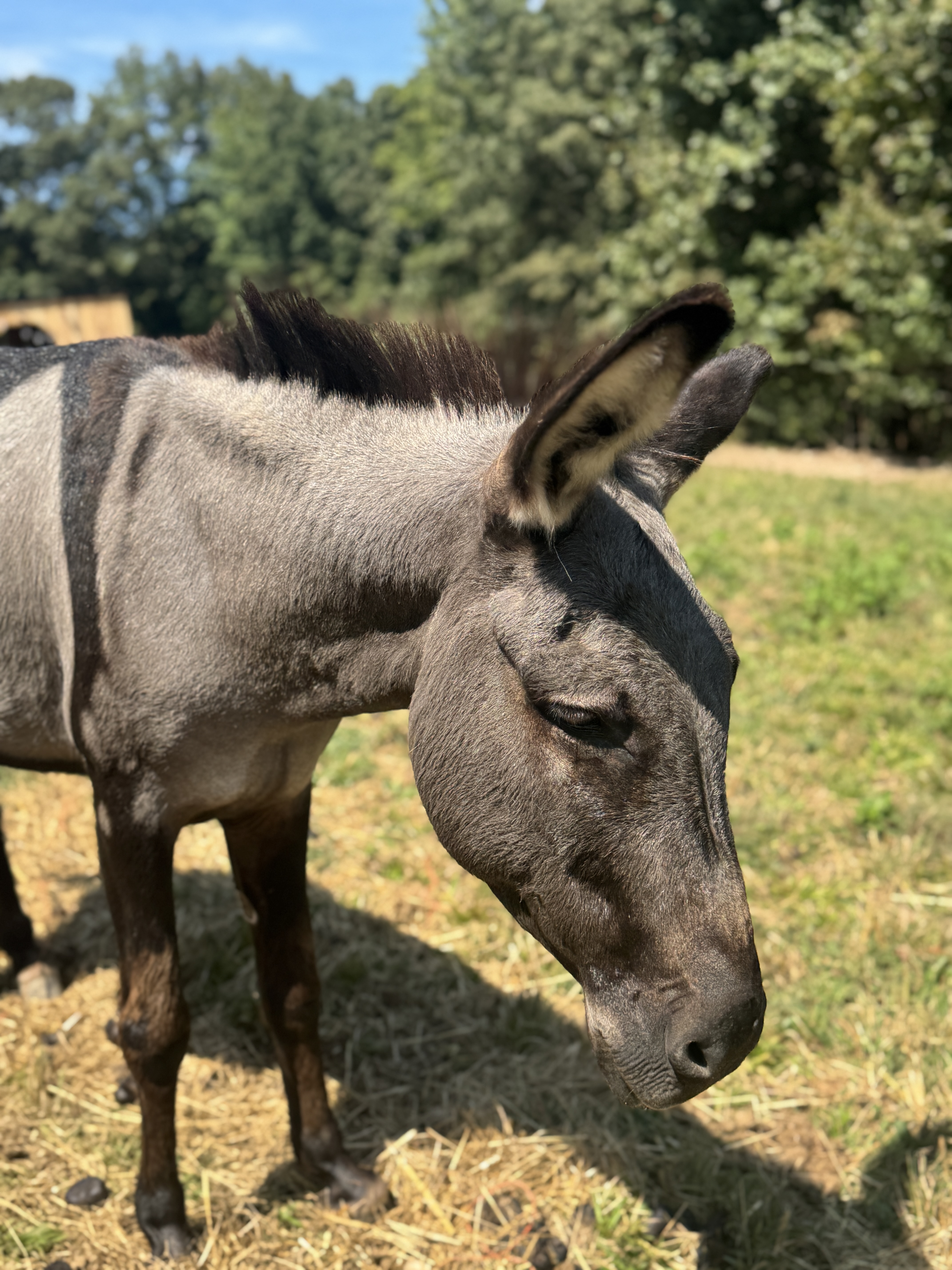 Photo of Picasso