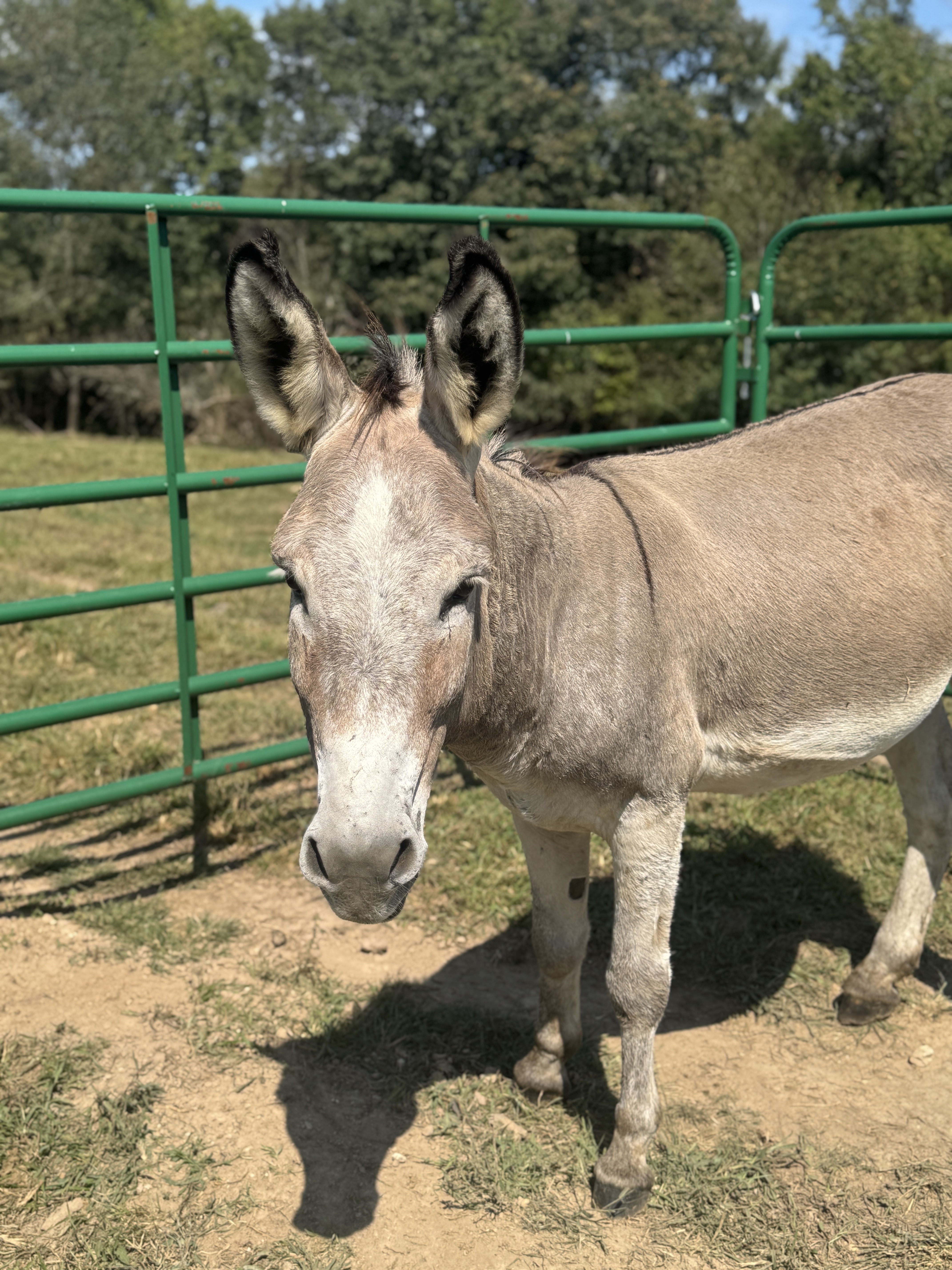 Photo of Roan