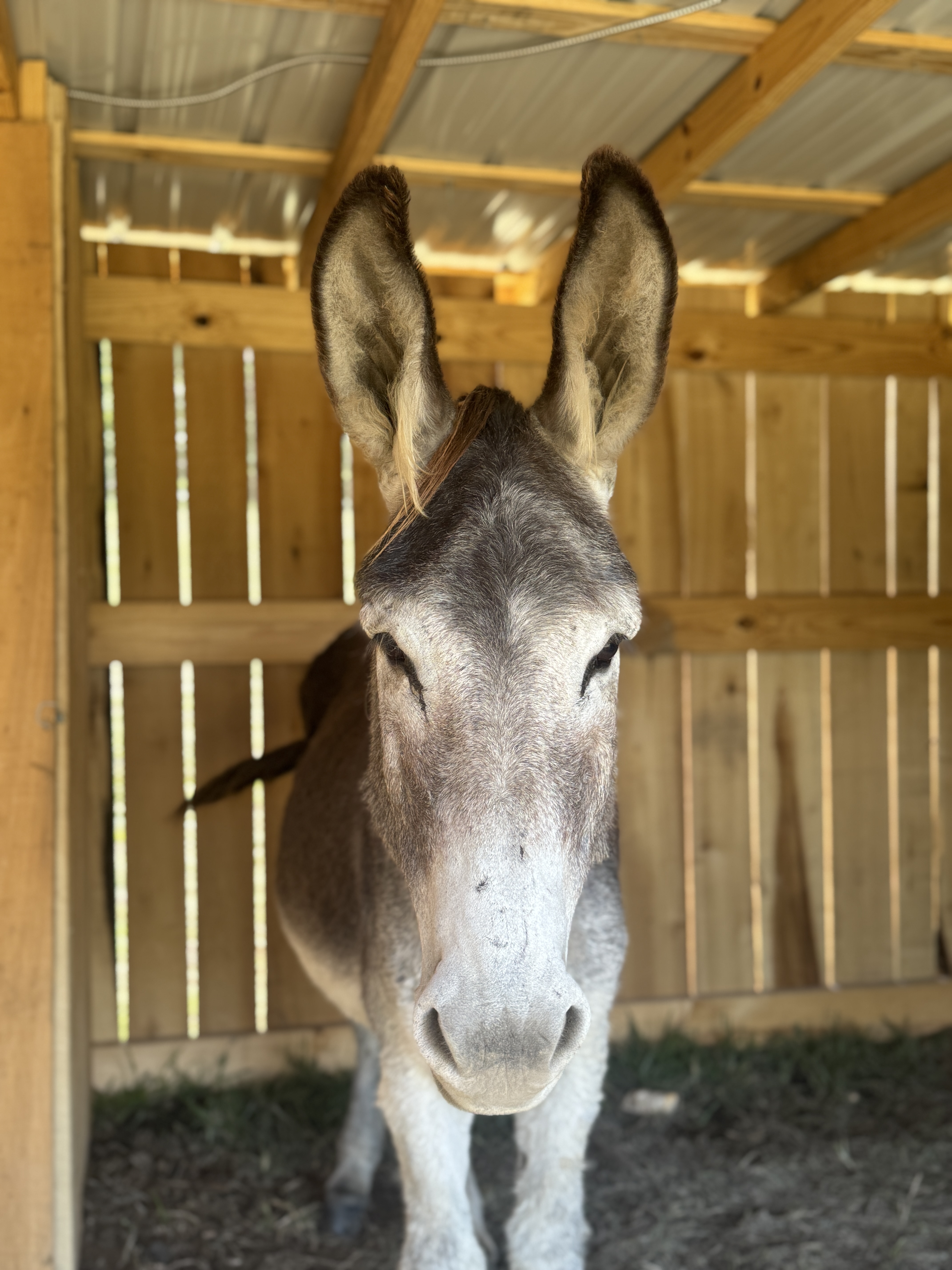 Photo of Rusty