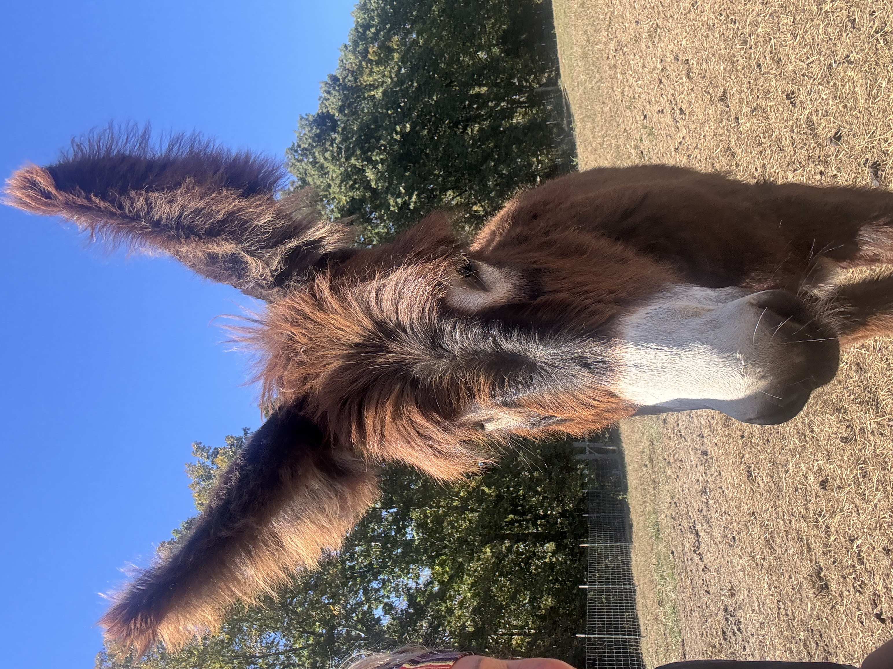 Photo of Tex
