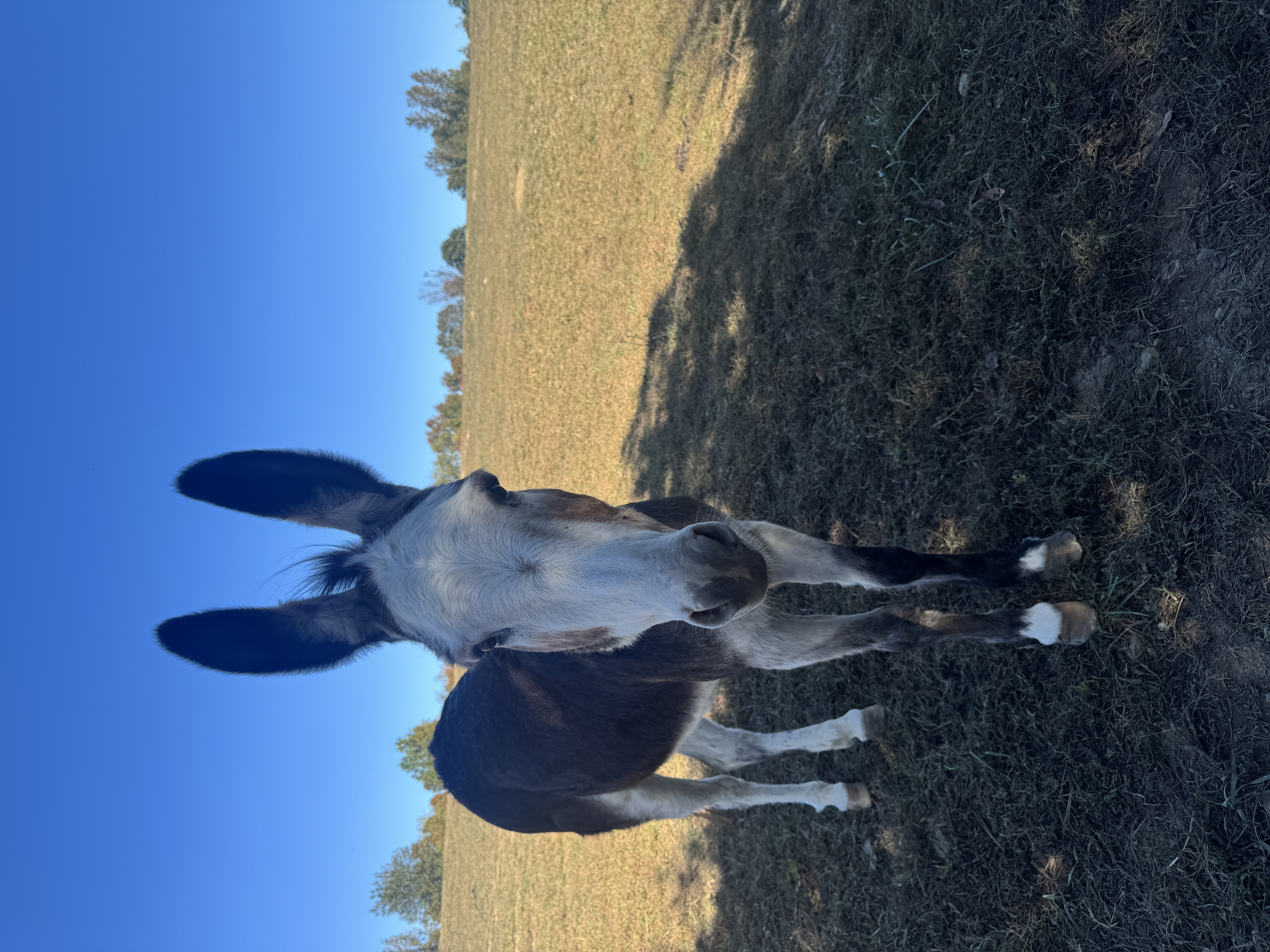 Photo of Texas Auction Daughter
