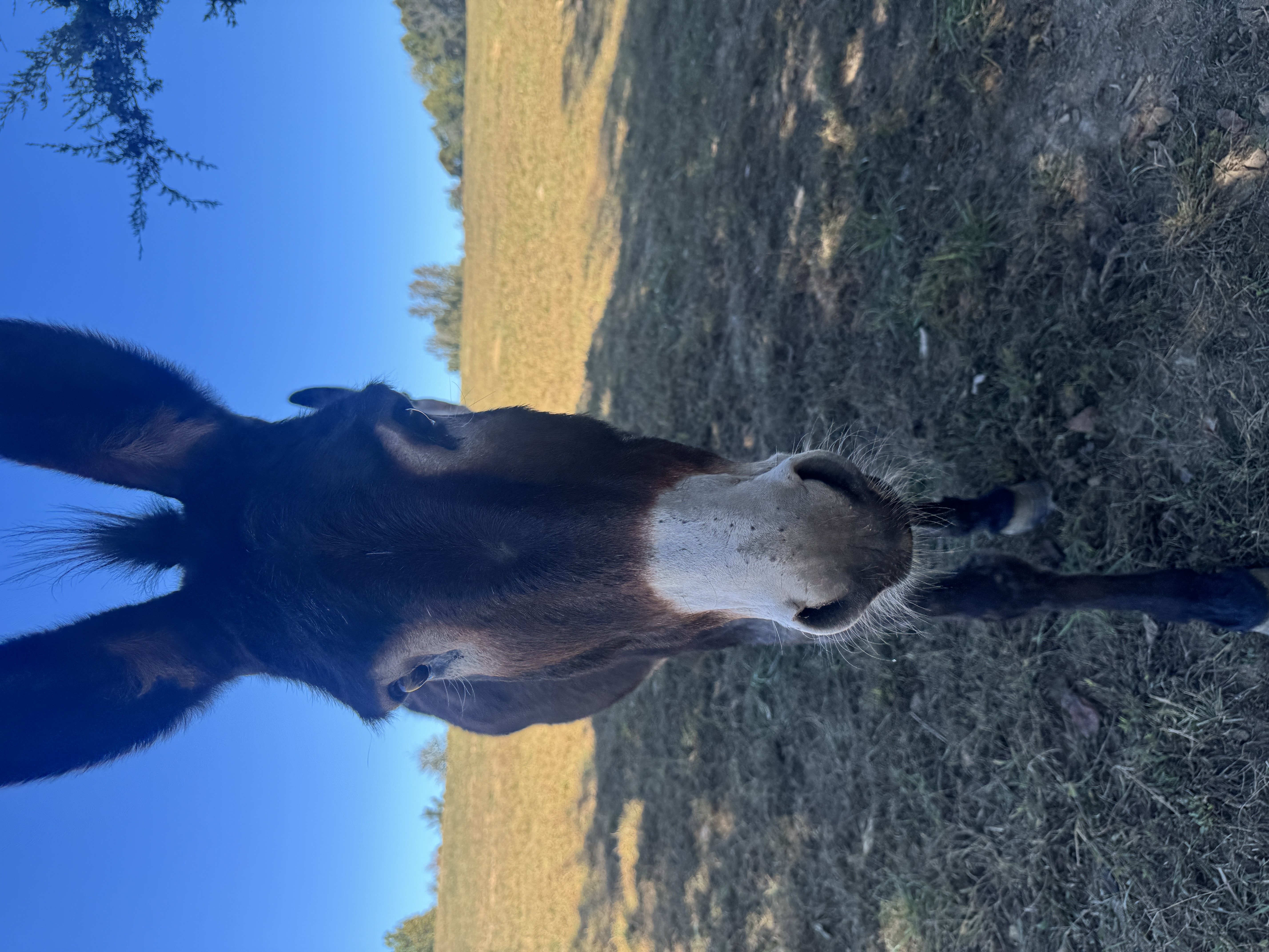 Photo of Texas Auction Mom