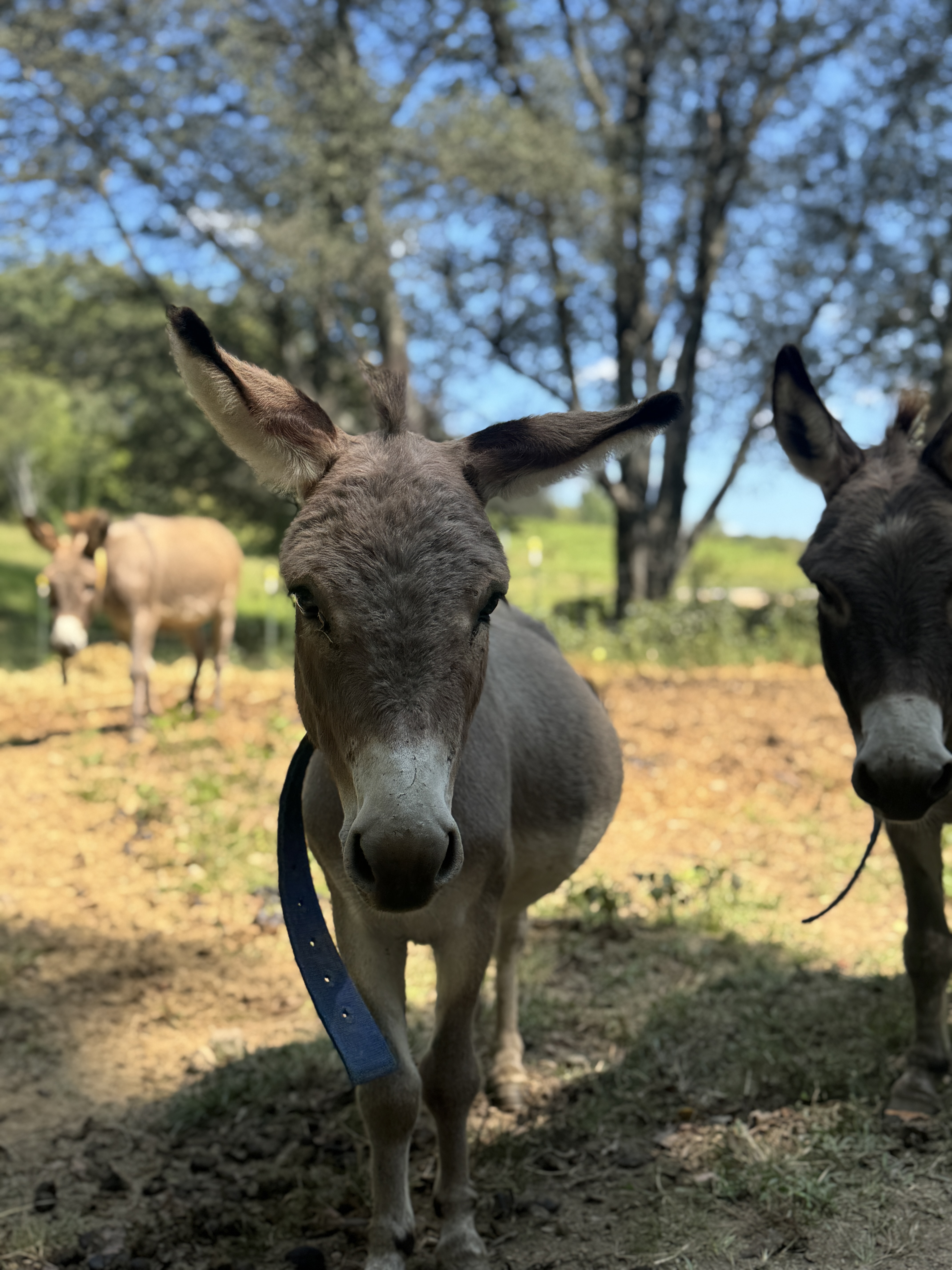 Photo of Dusty